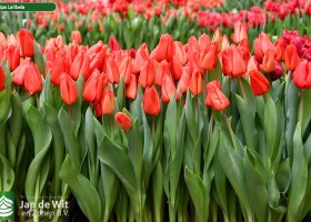 Tulipa Lalibela (2)